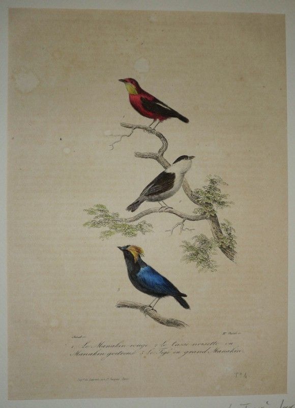 Gravure de Traviès pour illustrer Buffon (XIXe siècle) : Manakin rouge - Casse-noisette ou Manakin goitreux - Tigé ou Grand Manakin