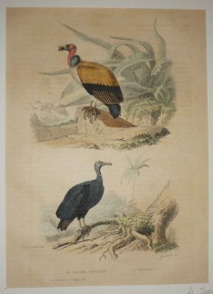 Gravure de Traviès pour illustrer Buffon (XIXe siècle) : Roi des vautours - Urubus