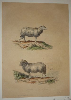 Gravure de Traviès pour illustrer Buffon (XIXe siècle) : Mouton - Bélier