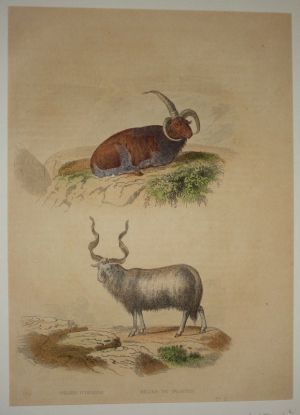 Gravure de Traviès pour illustrer Buffon (XIXe siècle) : Bélier d'Islande - Bélier de Valachie
