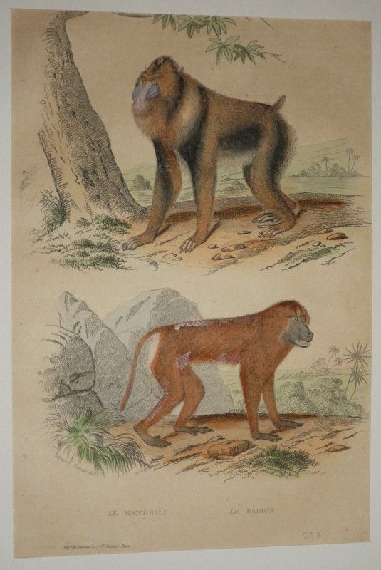 Gravure de Traviès pour illustrer Buffon (XIXe siècle) : Mandrill - Papion