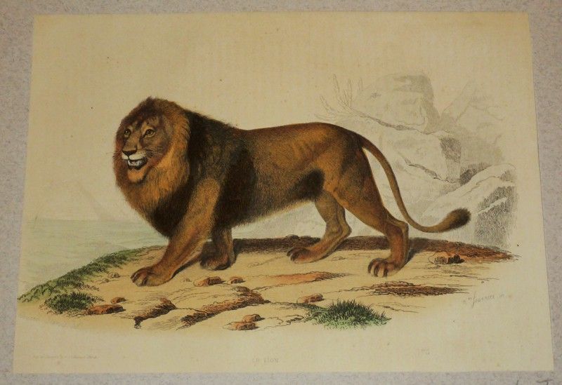 Gravure de Traviès pour illustrer Buffon (XIXe siècle) : Lion