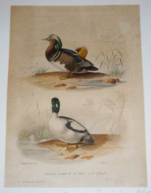 Gravure de Traviès pour illustrer Buffon (XIXe siècle) : Canard à éventail de la Chine - Garrot