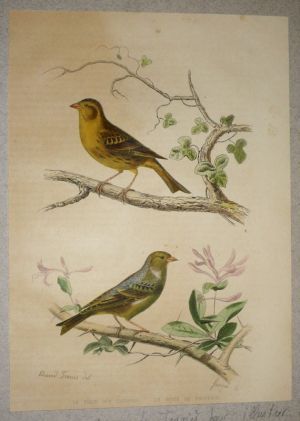 Gravure de Traviès pour illustrer Buffon (XIXe siècle) : Serin des Canaries - Serin de Provence
