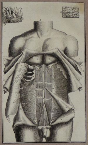 Gravure tirée de "L'Anatomie chirurgicale" de Palfin (1734) : Tome 1, planche III