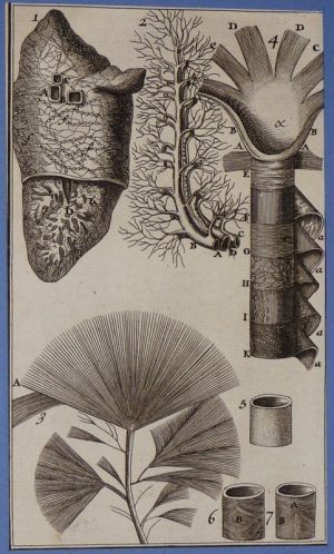 Gravure tirée de "L'Anatomie chirurgicale" de Palfin (1734) : Tome 1, planche XXIII
