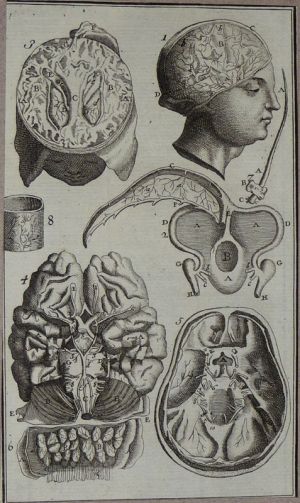 Gravure tirée de "L'Anatomie chirurgicale" de Palfin (1734) : Tome 1, planche XXIV