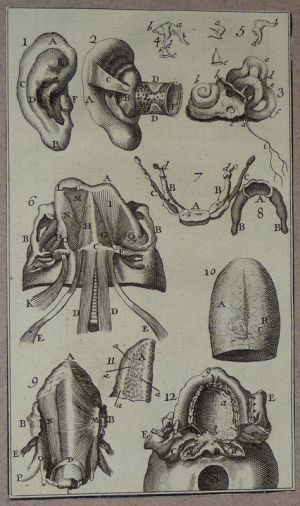 Gravure tirée de "L'Anatomie chirurgicale" de Palfin (1734) : Tome 1, planche XXIX