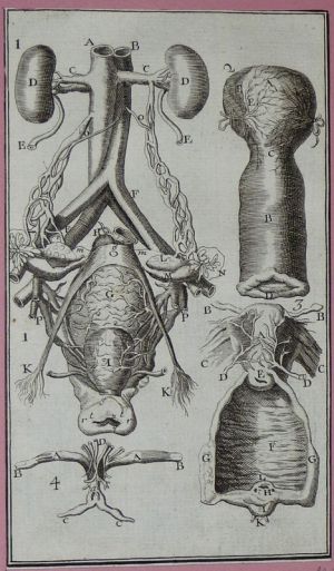 Gravure tirée de "L'Anatomie chirurgicale" de Palfin (1734) : Tome 1, planche XV