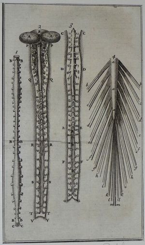 Gravure tirée de "L'Anatomie chirurgicale" de Palfin (1734) : Tome 1, planche XXVI