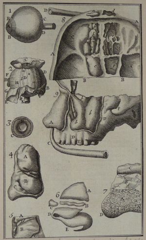 Gravure tirée de "L'Anatomie chirurgicale" de Palfin (1734) : Tome 1, planche XXVIII
