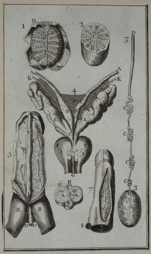 Gravure tirée de "L'Anatomie chirurgicale" de Palfin (1734) : Tome 1, planche XIV