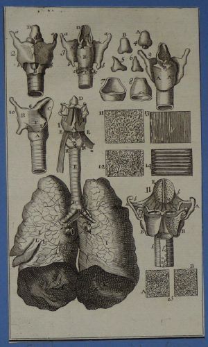 Gravure tirée de "L'Anatomie chirurgicale" de Palfin (1734) : Tome 1, planche XXII