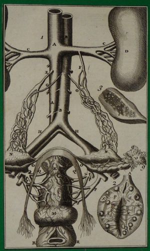 Gravure tirée de "L'Anatomie chirurgicale" de Palfin (1734) : Tome 1, planche XVI