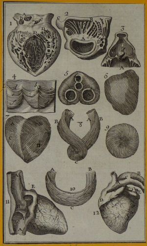 Gravure tirée de "L'Anatomie chirurgicale" de Palfin (1734) : Tome 1, planche XX