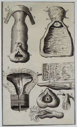 Gravure tirée de "L'Anatomie chirurgicale" de Palfin (1734) : Tome 1, planche XVII