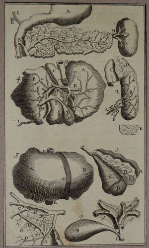 Gravure tirée de "L'Anatomie chirurgicale" de Palfin (1734) : Tome 1, planche XI