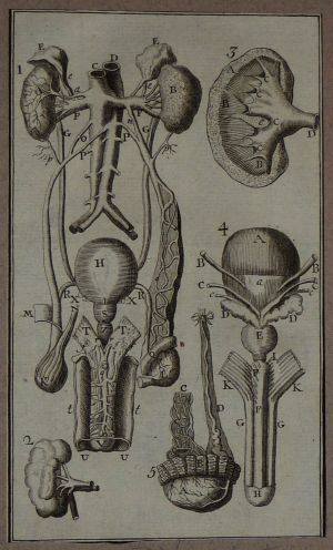 Gravure tirée de "L'Anatomie chirurgicale" de Palfin (1734) : Tome 1, planche XII