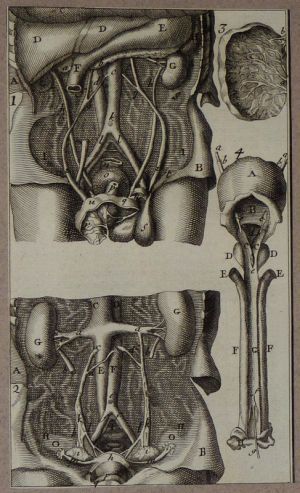 Gravure tirée de "L'Anatomie chirurgicale" de Palfin (1734) : Tome 1, planche X