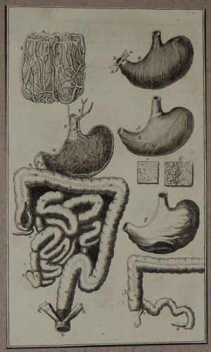 Gravure tirée de "L'Anatomie chirurgicale" de Palfin (1734) : Tome 1, planche VI