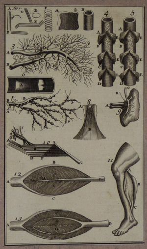 Gravure tirée de "L'Anatomie chirurgicale" de Palfin (1734) : Tome 1, planche II