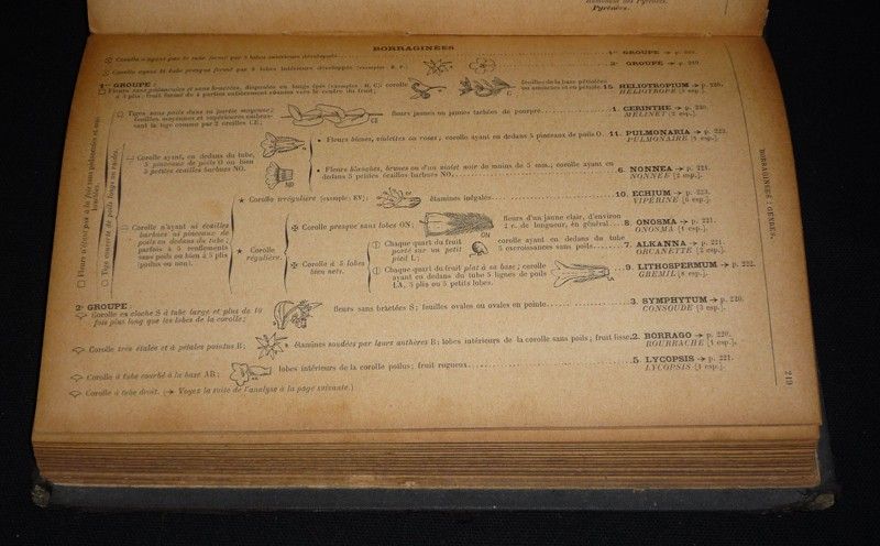 Tableaux synoptiques des plantes vasculaires de la flore de la France