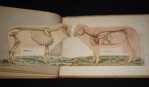 Le Mouton et la chèvre : Zoologie, anatomie et physiologie, races ovines, production, exploitation, hygiène et maladies