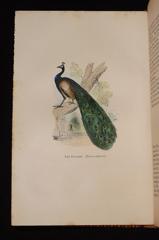 The Natural History of Selborne; with Observations on Various Parts of Nature; and the Naturalist's Calendar