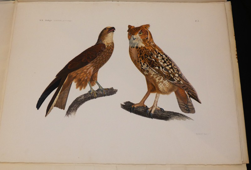 Explication sommaire des planches d'oiseaux de l'Egypte et de la Syrie et exposé des caractère naturels des genres, avec la distinction des espèces.Les oiseaux du Nil et de Syrie (tiré de Description de l'Egypte). 14 planches sous chemise, procédé Jacomet