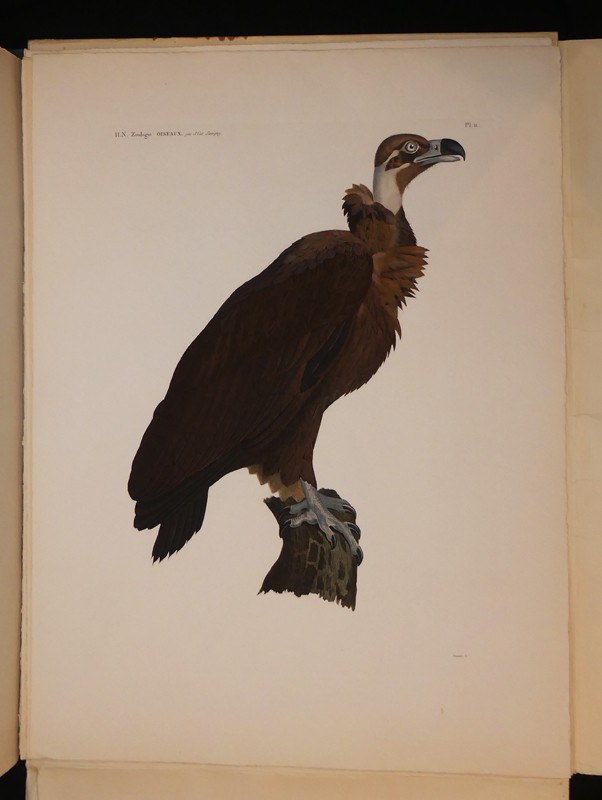 Explication sommaire des planches d'oiseaux de l'Egypte et de la Syrie et exposé des caractère naturels des genres, avec la distinction des espèces.Les oiseaux du Nil et de Syrie (tiré de Description de l'Egypte). 14 planches sous chemise, procédé Jacomet