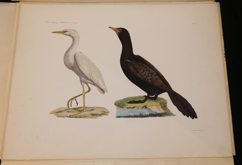Explication sommaire des planches d'oiseaux de l'Egypte et de la Syrie et exposé des caractère naturels des genres, avec la distinction des espèces.Les oiseaux du Nil et de Syrie (tiré de Description de l'Egypte). 14 planches sous chemise, procédé Jacomet
