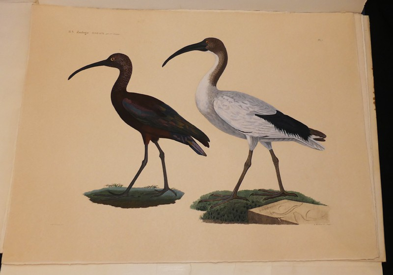 Explication sommaire des planches d'oiseaux de l'Egypte et de la Syrie et exposé des caractère naturels des genres, avec la distinction des espèces.Les oiseaux du Nil et de Syrie (tiré de Description de l'Egypte). 14 planches sous chemise, procédé Jacomet