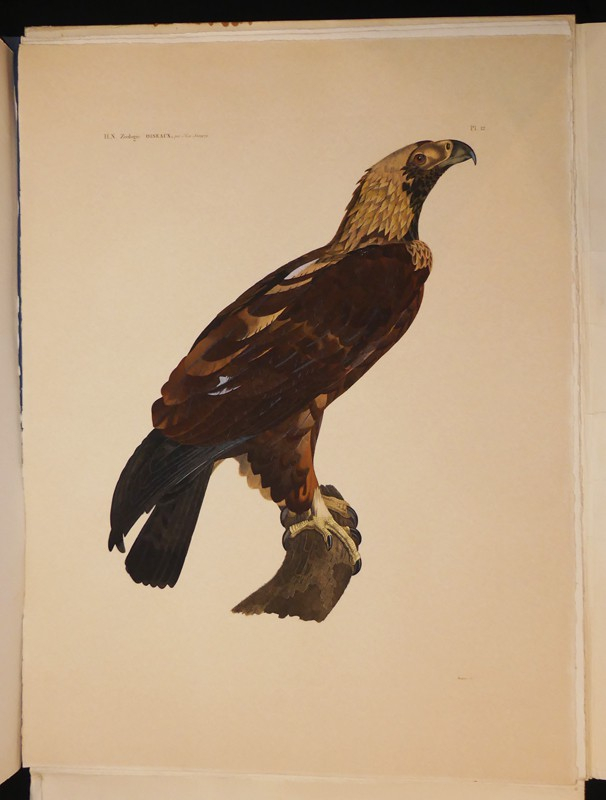 Explication sommaire des planches d'oiseaux de l'Egypte et de la Syrie et exposé des caractère naturels des genres, avec la distinction des espèces.Les oiseaux du Nil et de Syrie (tiré de Description de l'Egypte). 14 planches sous chemise, procédé Jacomet