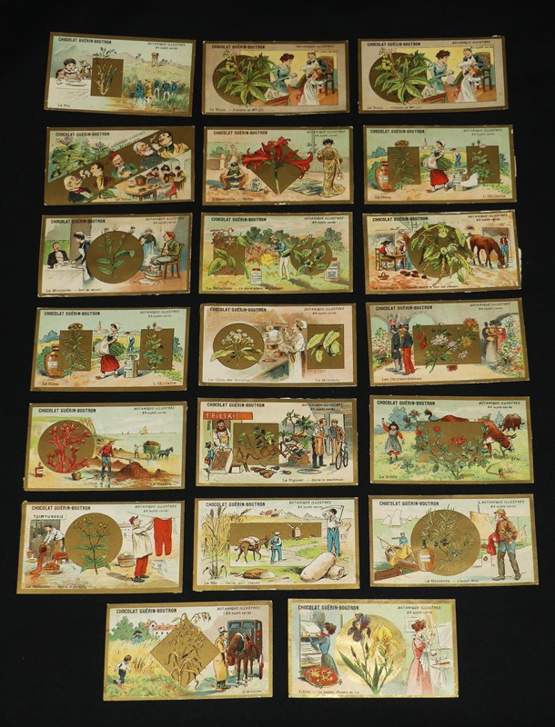 Lot de 19 chromos + 1 double Chocolat Guérin-Boutron : Botanique illustrée