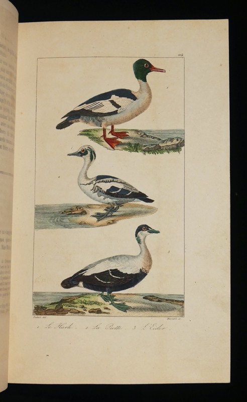 Oeuvres complètes de Buffon, 20 volumes