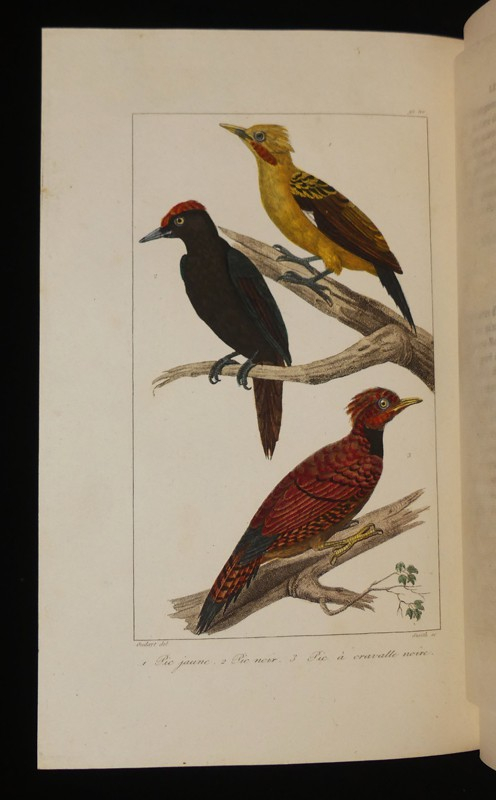 Oeuvres complètes de Buffon, 20 volumes